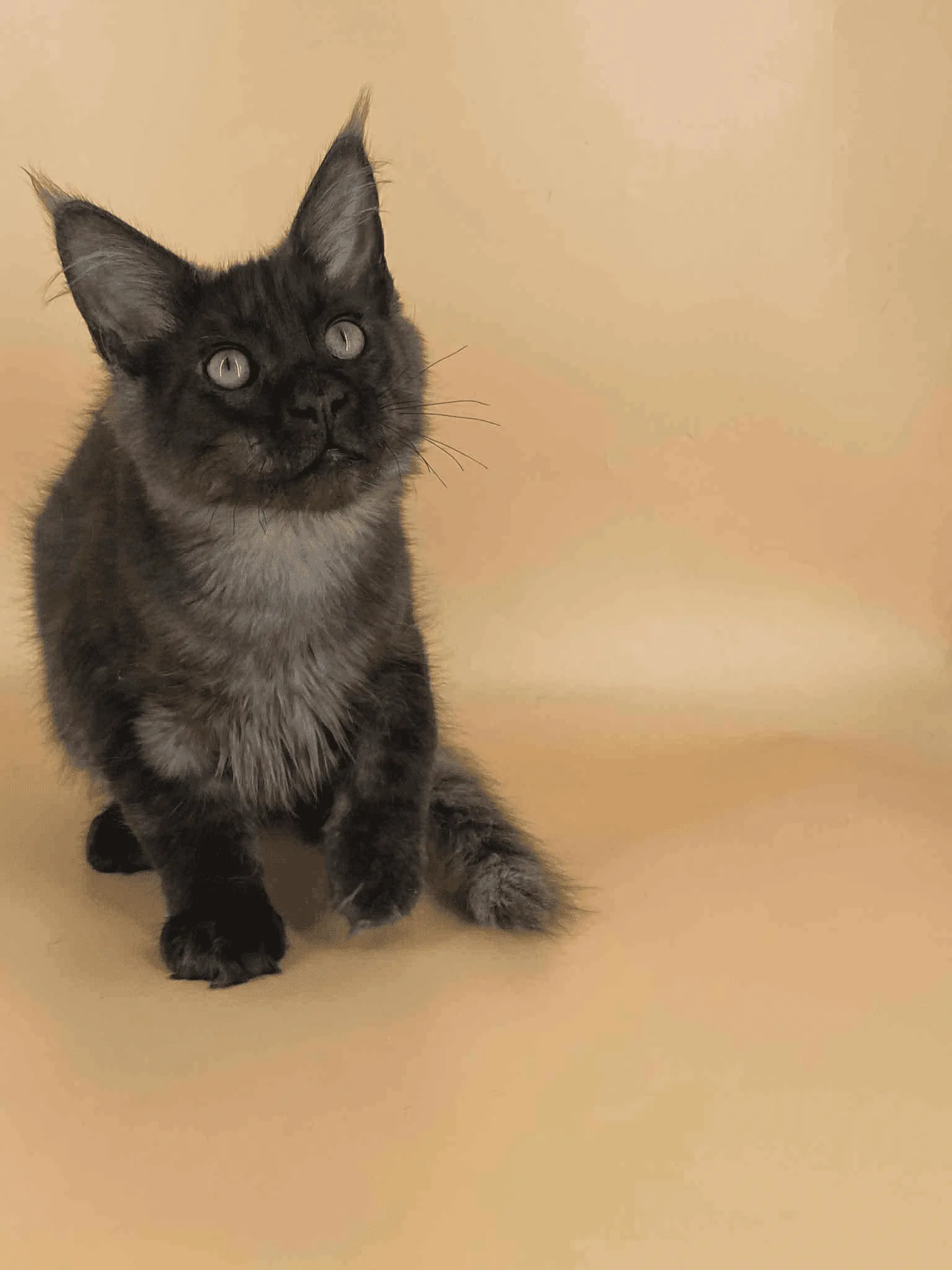 Sasha-Male - Image 4