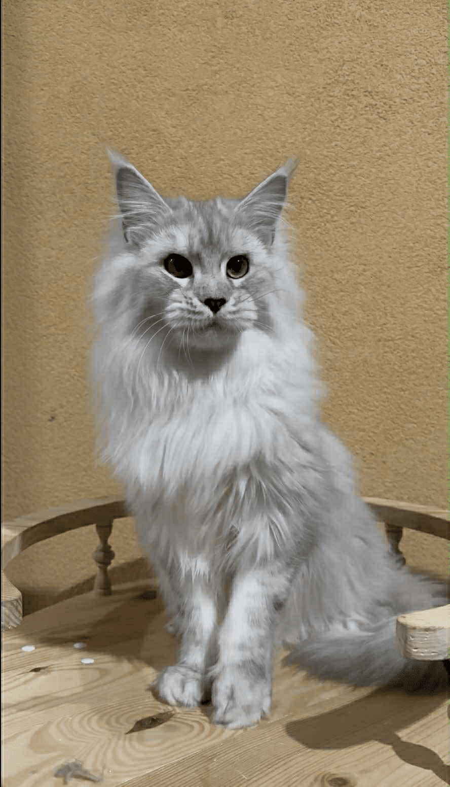 Uspih-Male - Image 9