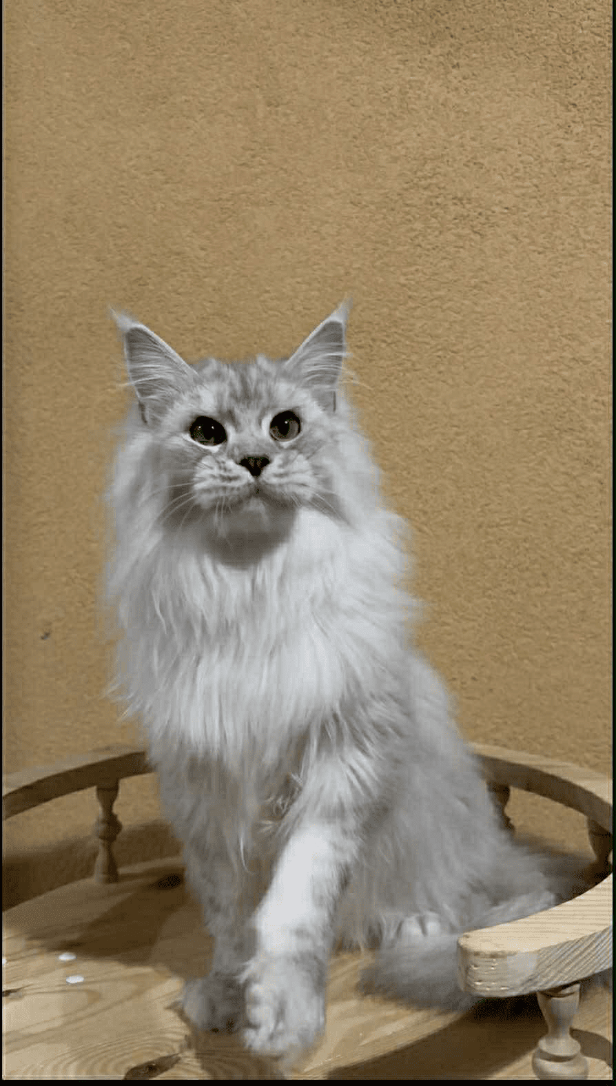 Uspih-Male - Image 7