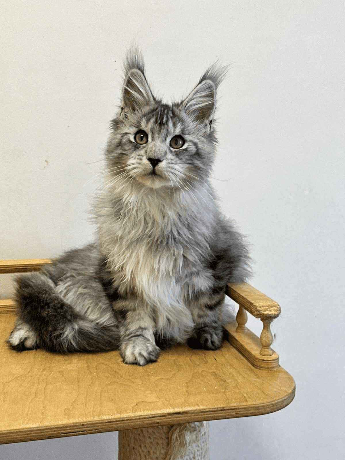 Markus-Male - Image 6