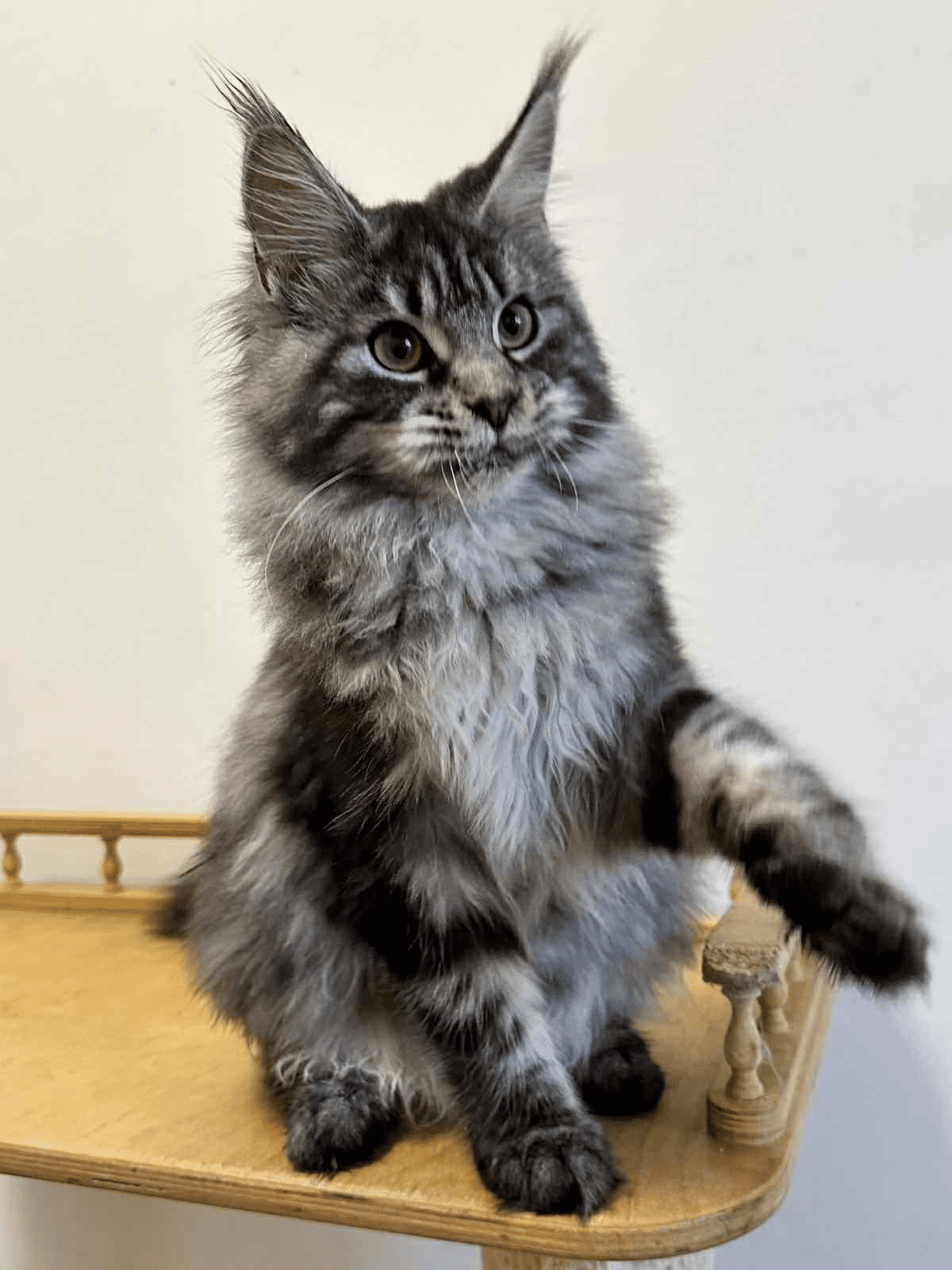 Mishel-Female - Image 4