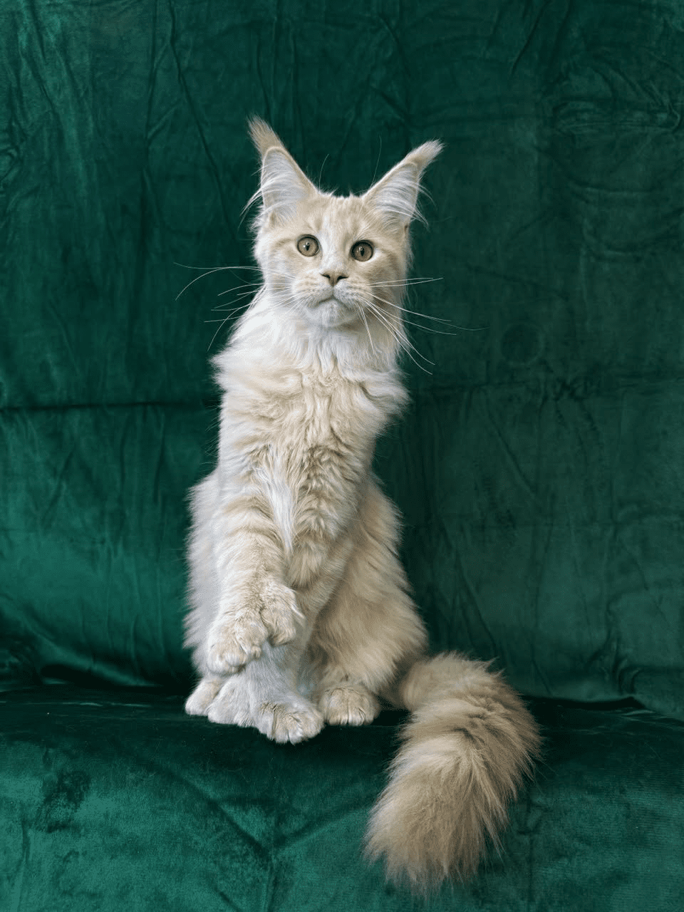 Orpheus-Male - Image 5