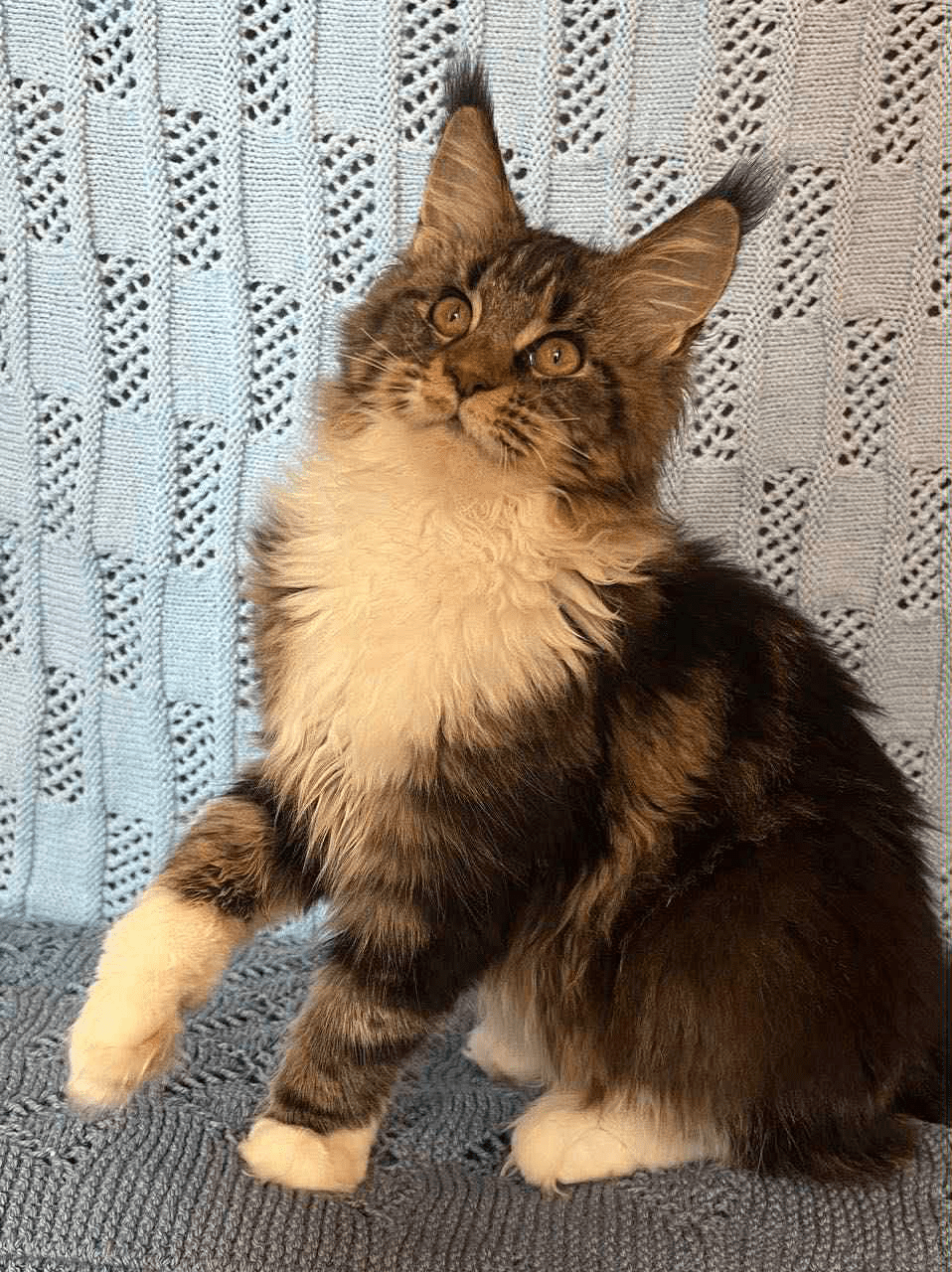 Monika-Female - Image 6