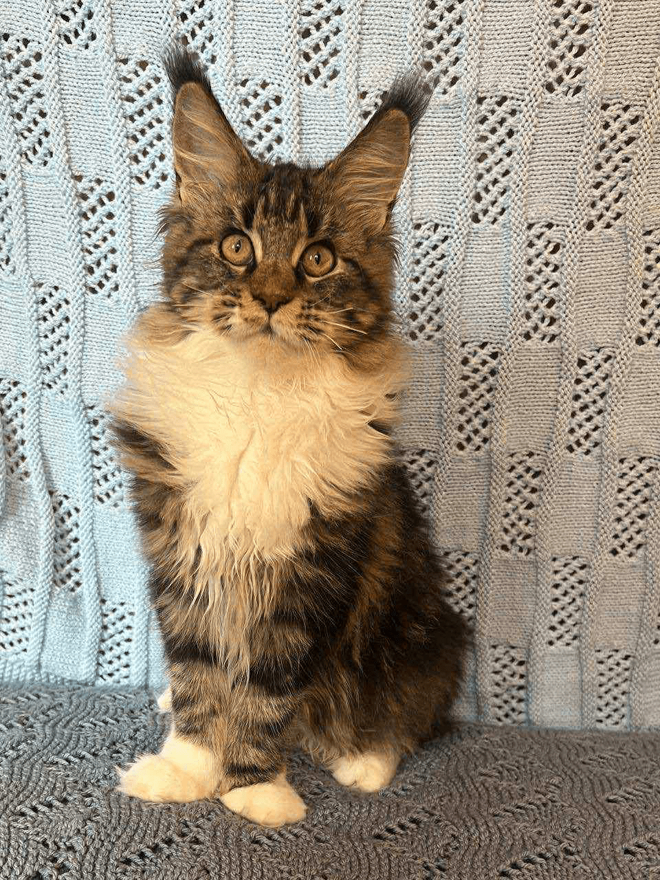 Monika-Female - Image 5