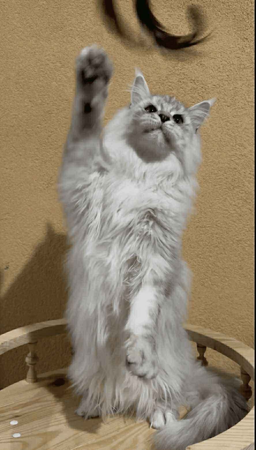 Uspih-Male - Image 3