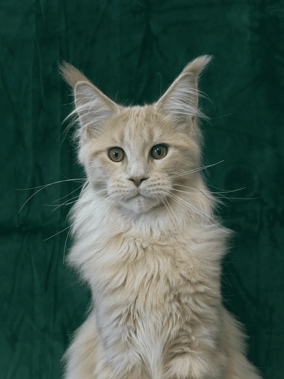 Orpheus-Male - Image 9