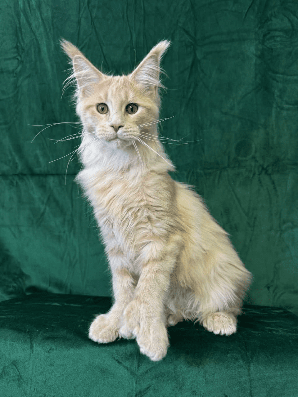 Orpheus-Male - Image 6