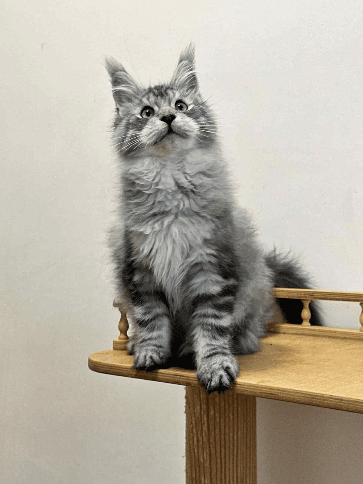 Monya-Female - Image 7