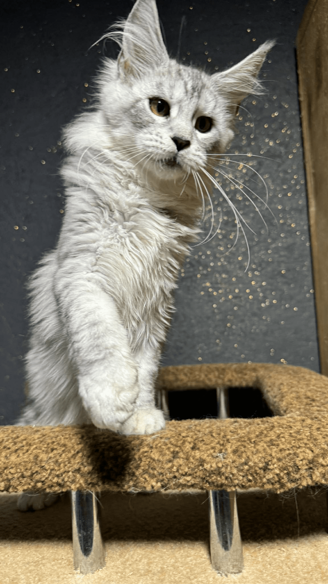 Nimfa-Female - Image 5