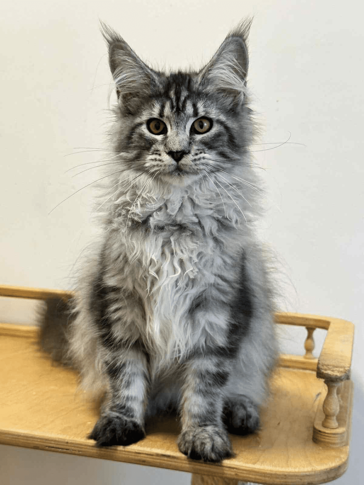 Mila-Female - Image 4