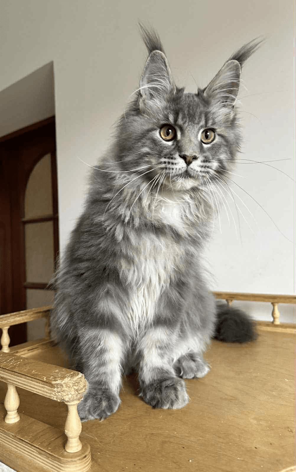 Bentley-Male - Image 5