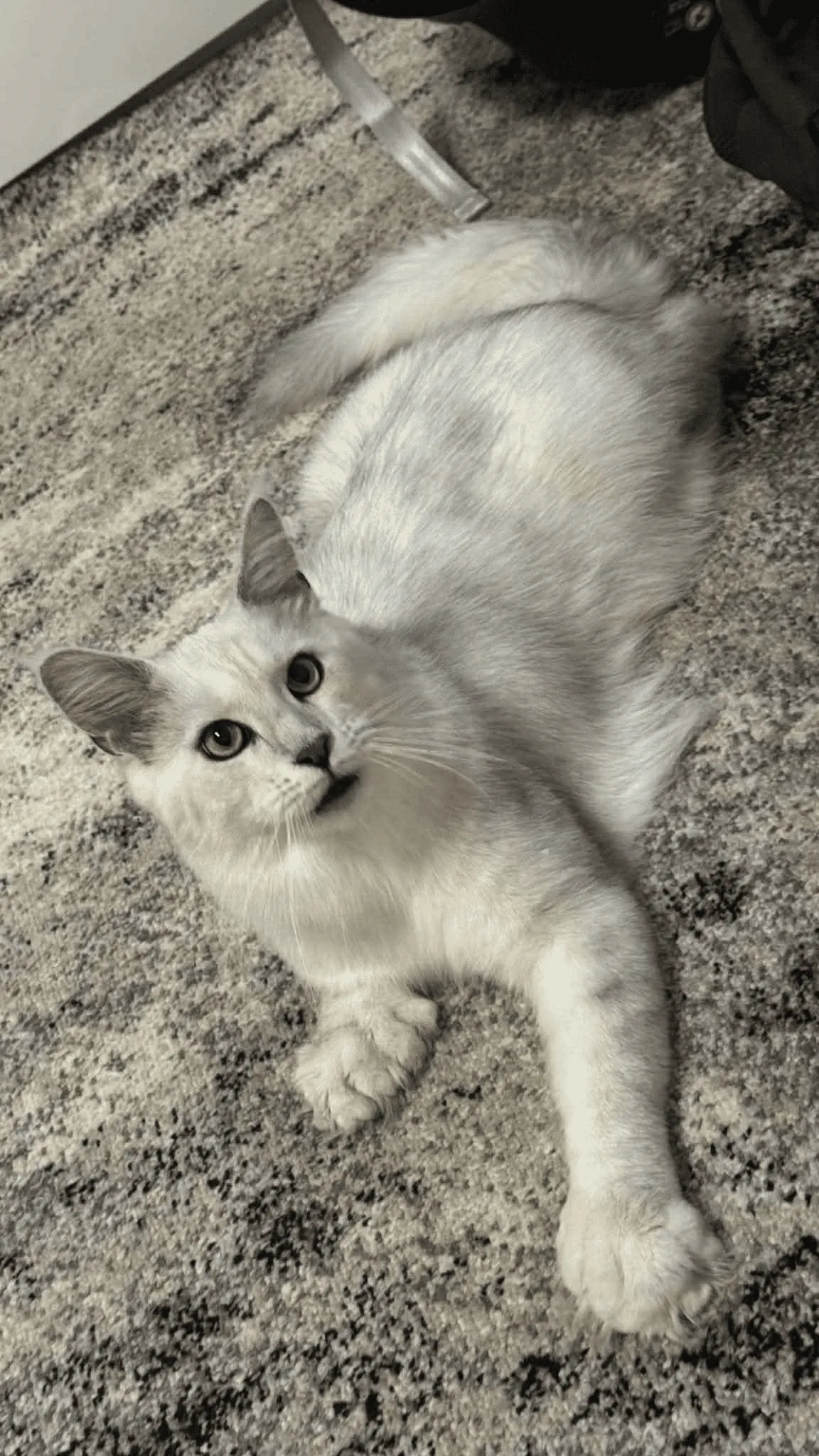 Sasha-Male - Image 13