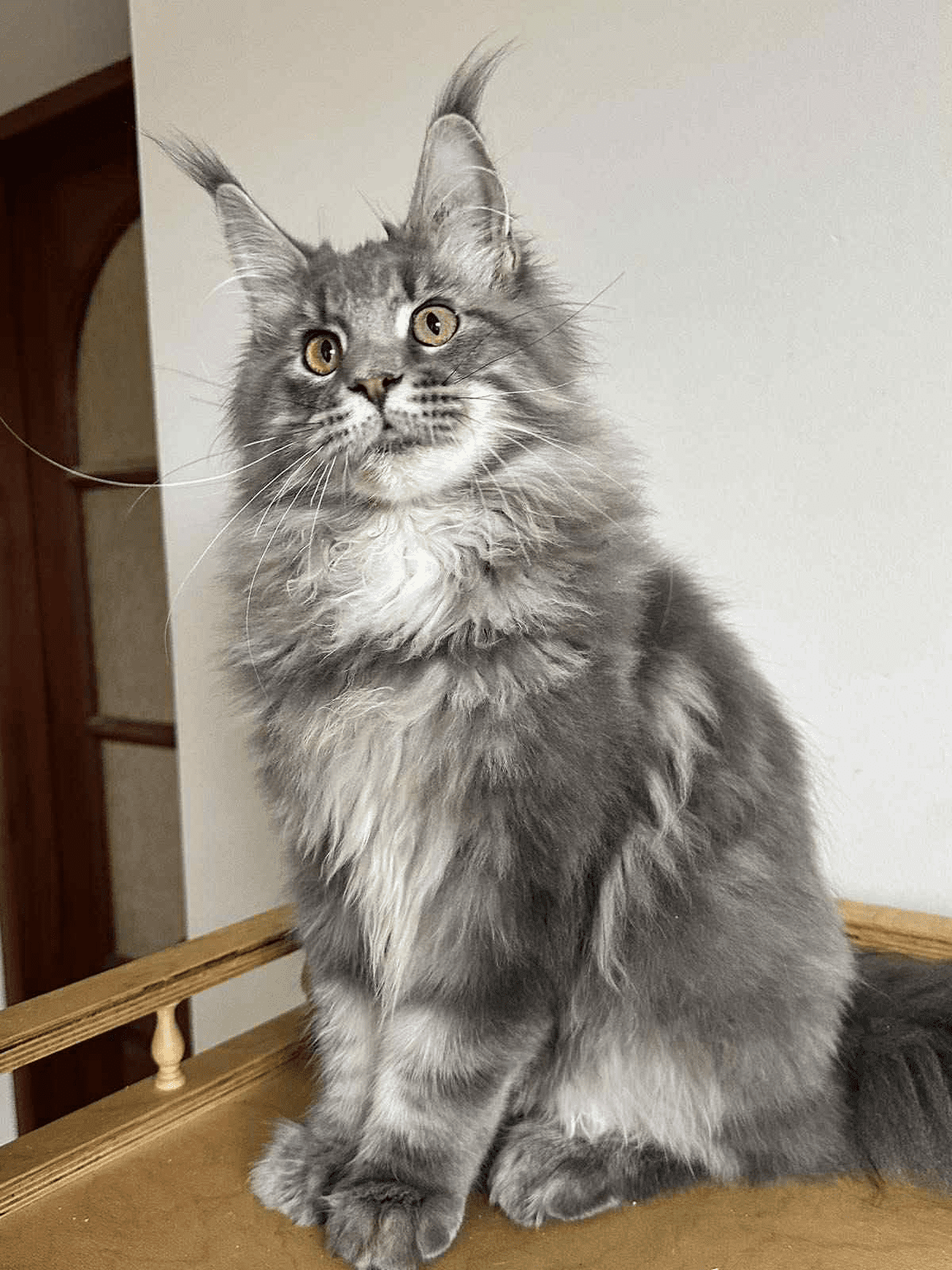 Bentley-Male - Image 8