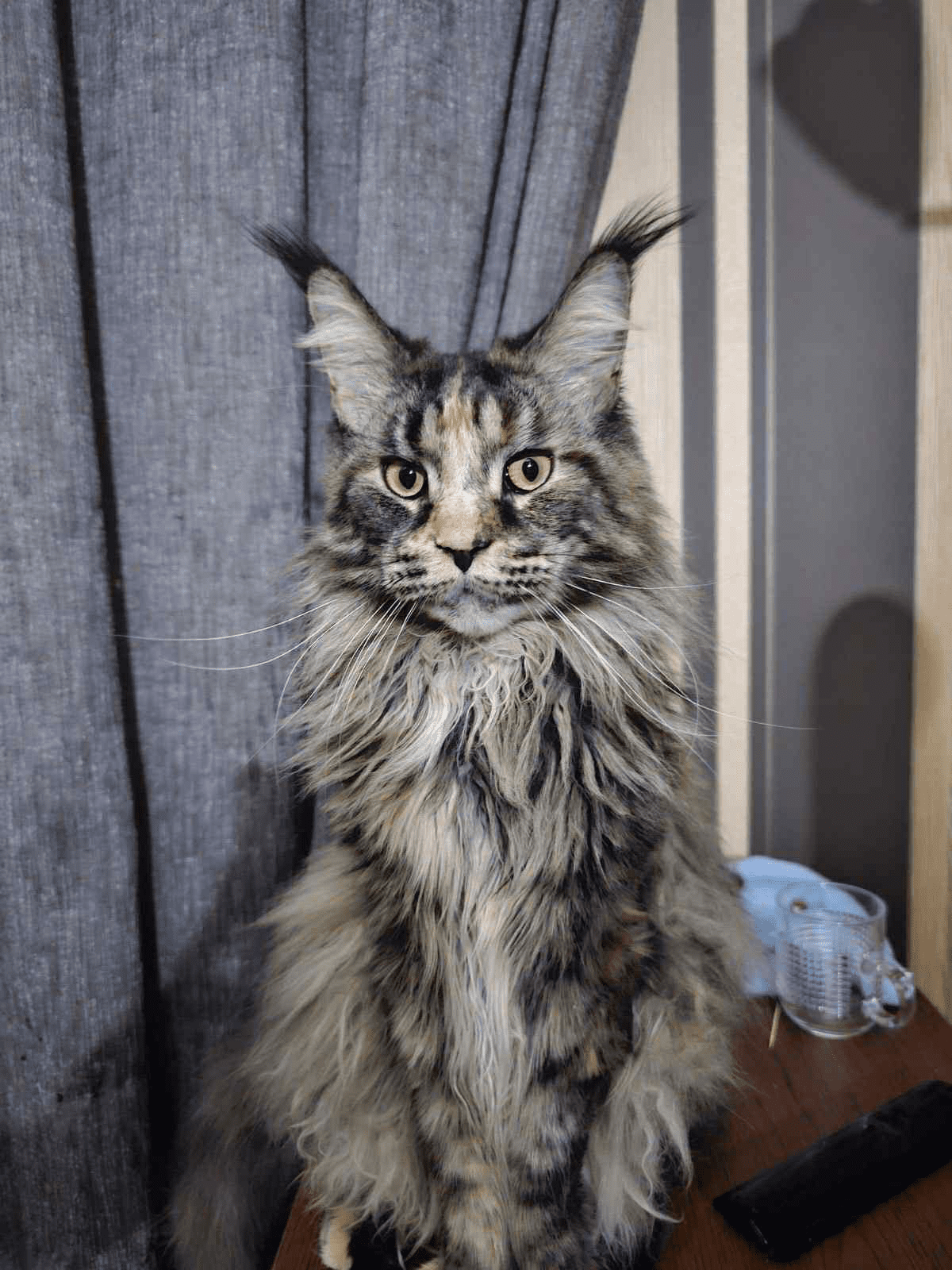 Monya-Female - Image 3