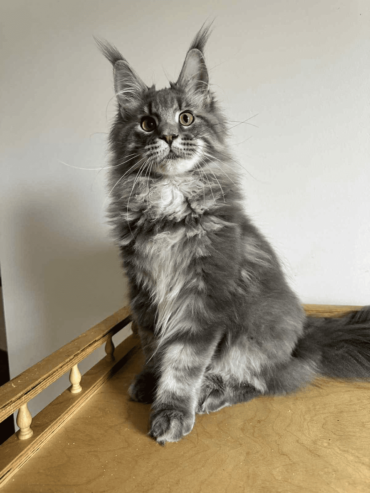 Bentley-Male - Image 9