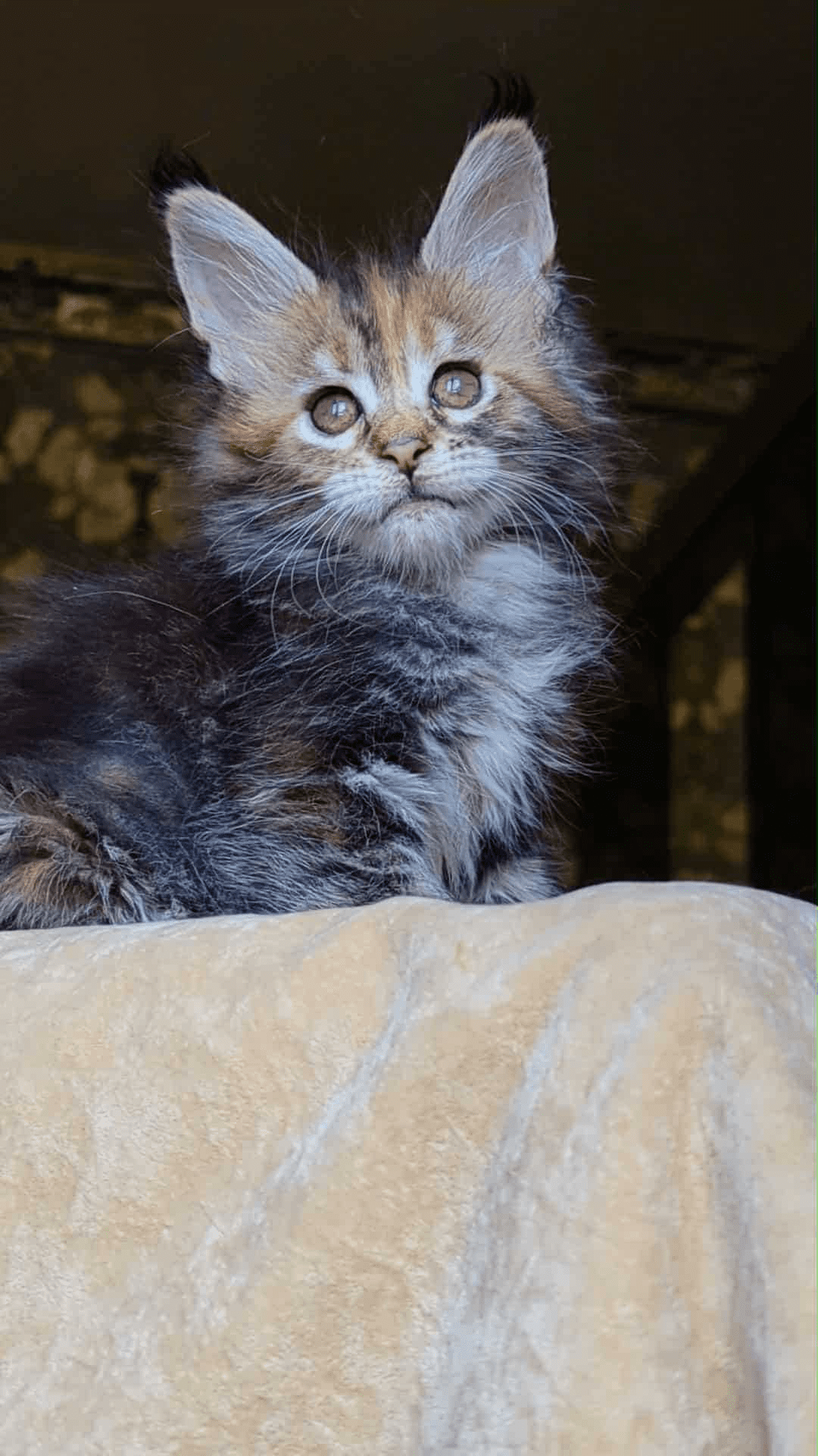 Red Fox-Female - Image 3