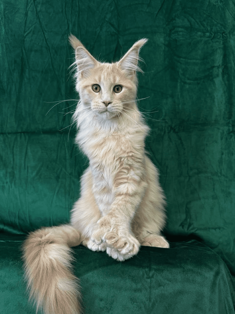 Orpheus-Male - Image 2