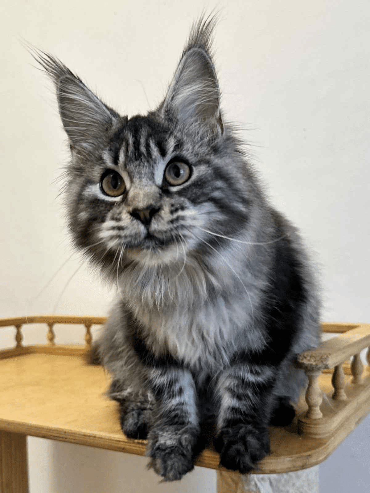 Mishel-Female - Image 5