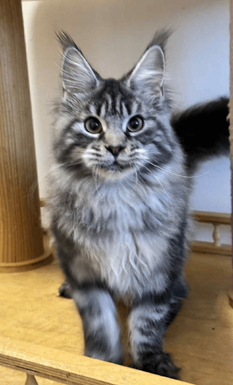 Mishel-Female - Image 6