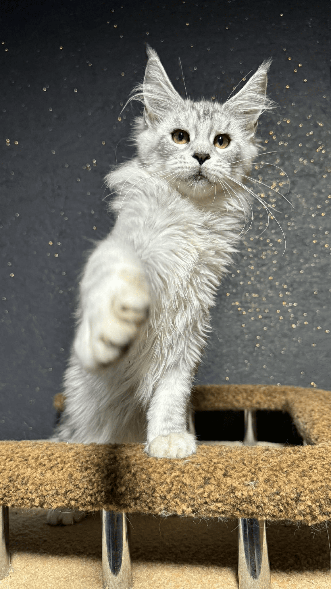 Nimfa-Female - Image 7