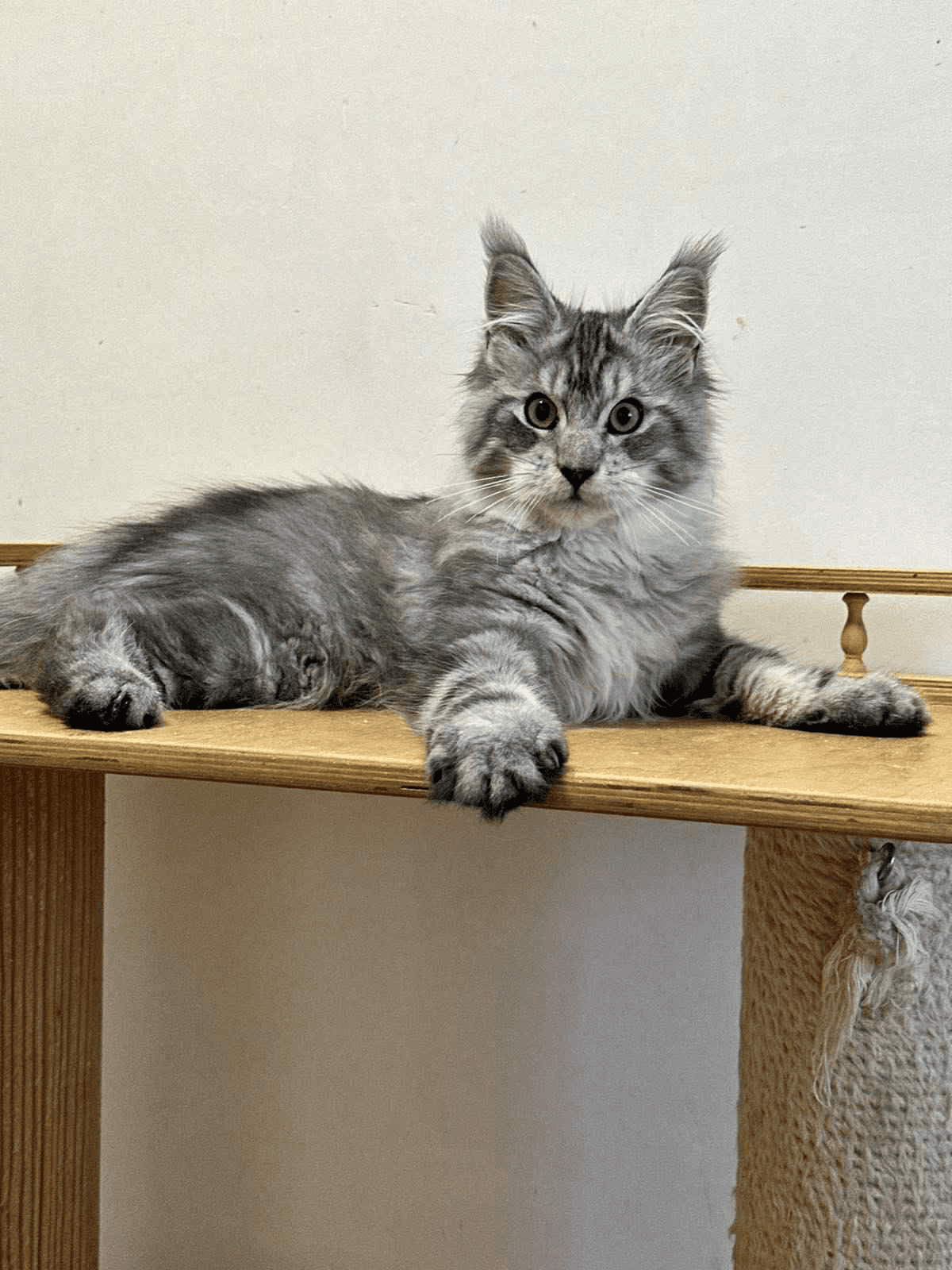 Monya-Female - Image 4