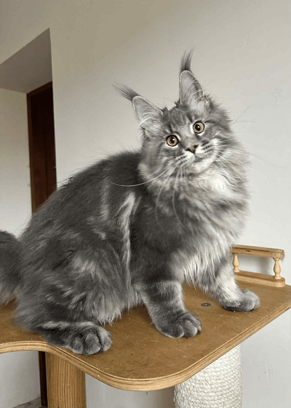 Bentley-Male - Image 4