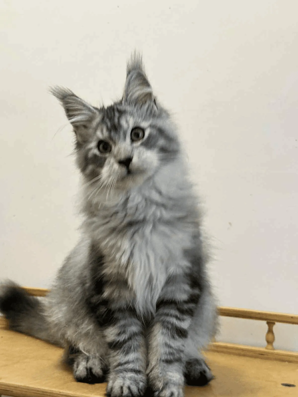 Monya-Male - Image 6