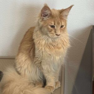 Baron-Male