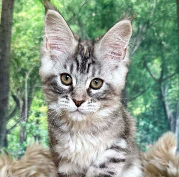 Kibella- Female