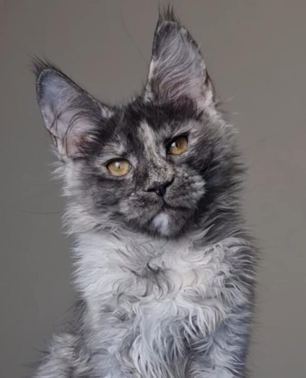 Lilu-Female