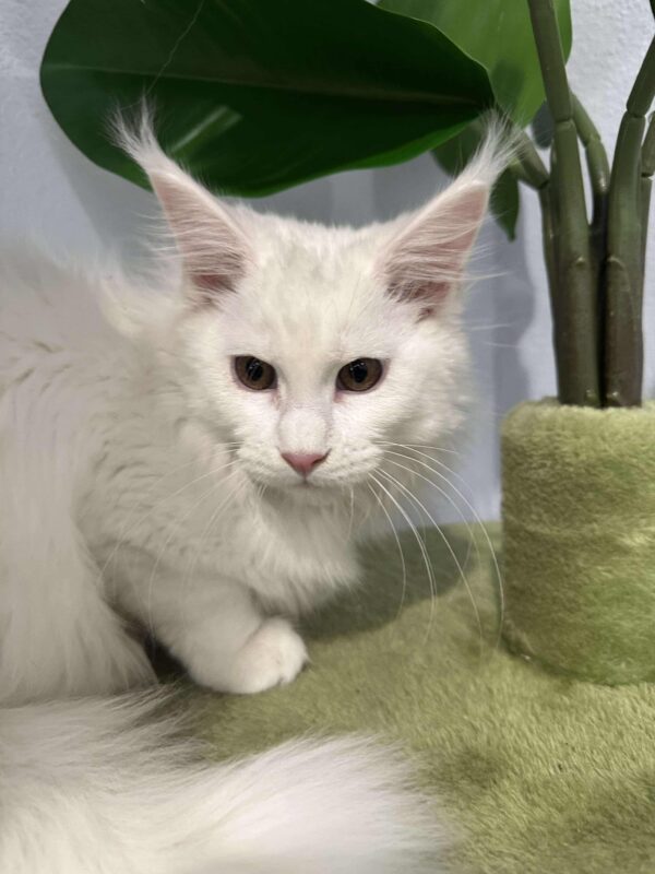 Dina-Female - Image 16