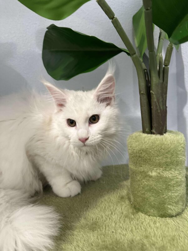 Dina-Female - Image 15