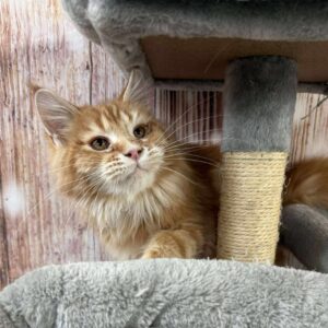 Caramelka-Female