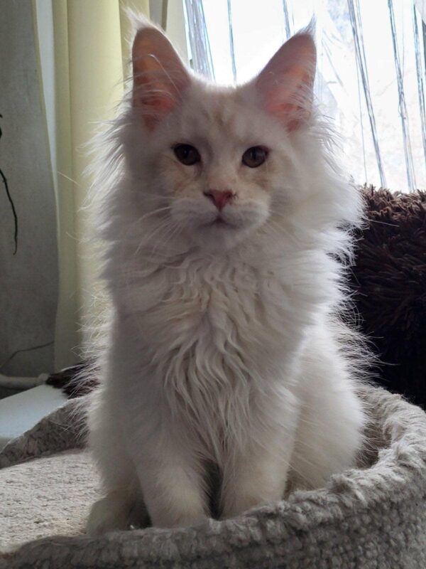 Sunny-Male - Image 11