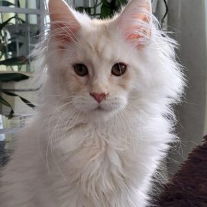 Sunny-Male