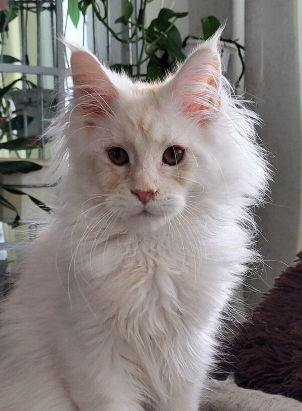 Sunny-Male
