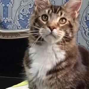 Salvatore-Male