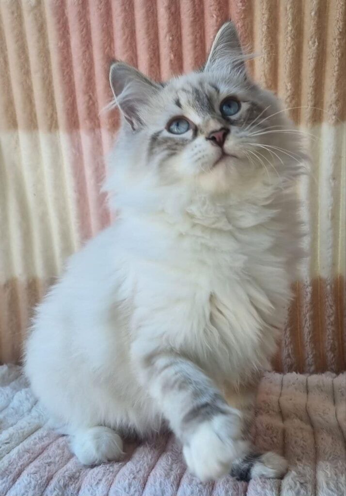 Siberian Kitten for sale