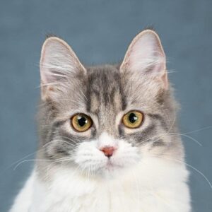 Lilit-Female