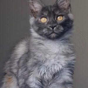 Nefertiti-Female