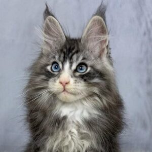 Murphy-Male