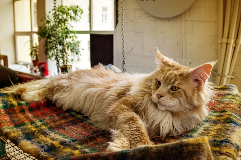 maine coon relaxing