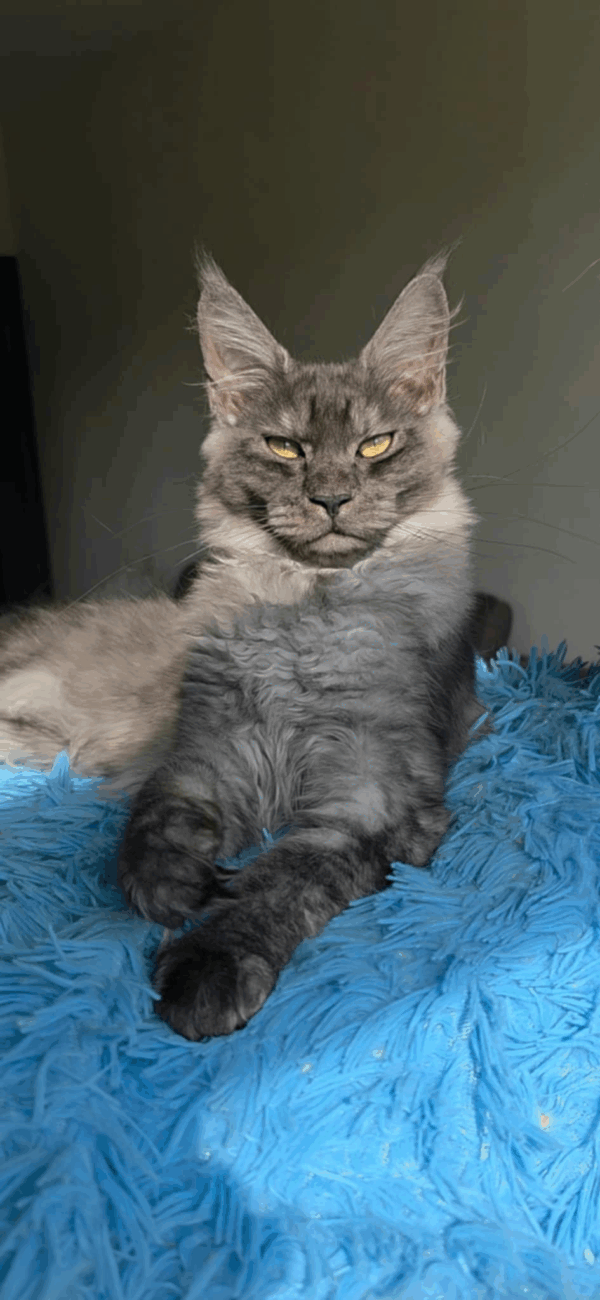 Orichidee-Female - Image 4