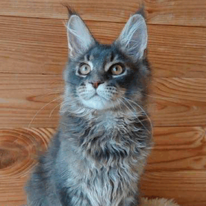 Afina-Female