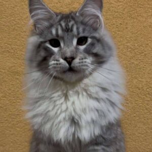 Thander-Male