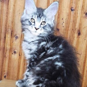 Vincent-Male