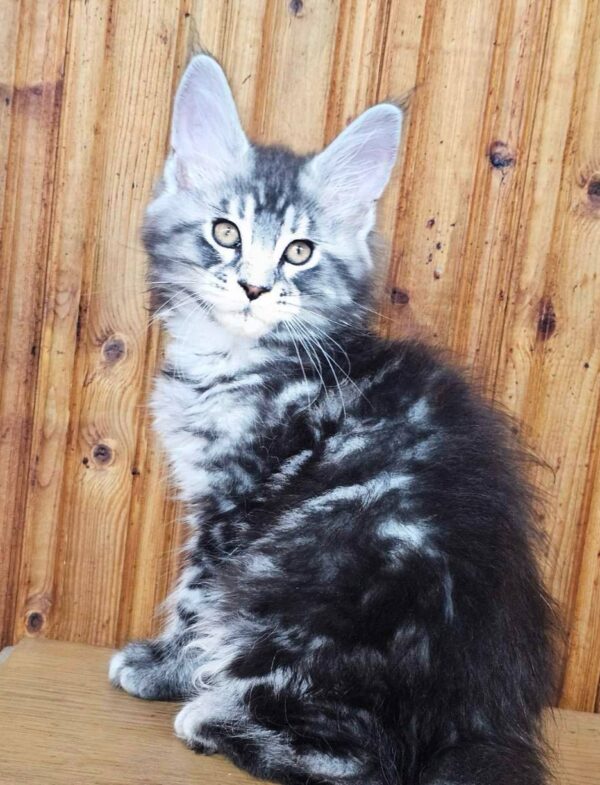 Vincent-Male