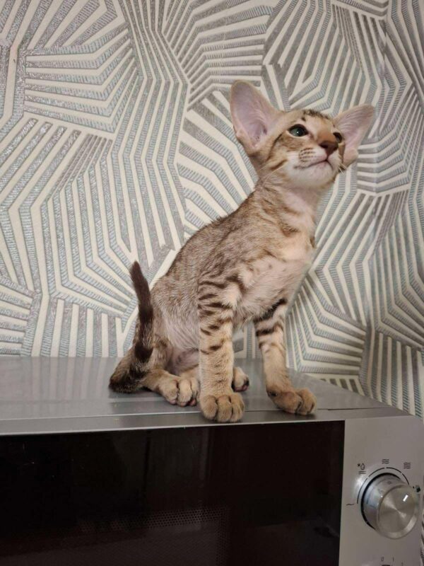 Hugo-Male - Image 3