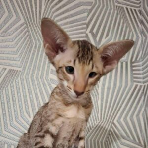 Hugo-Male