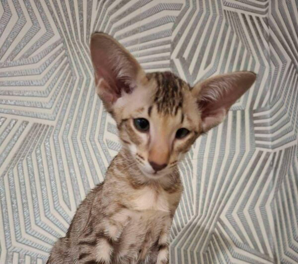 Hugo-Male